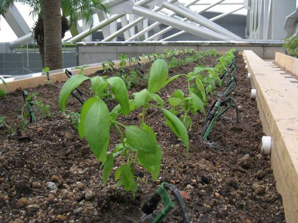 Plants growing in a portable  garden