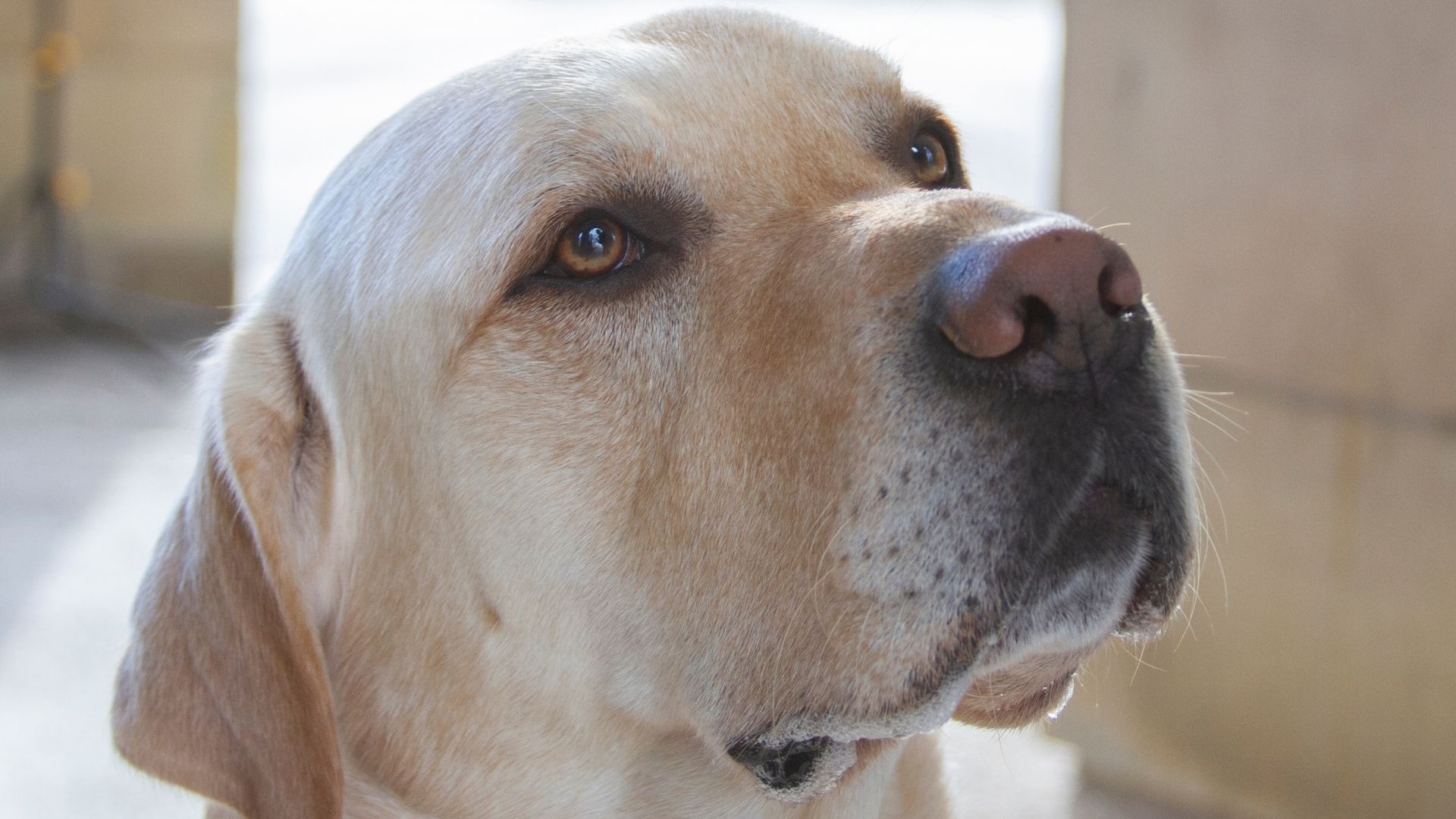 Zeus the labrador