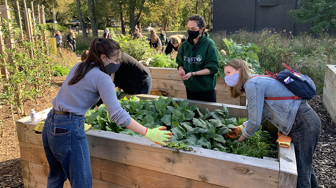 Green fingers in the Green Heart