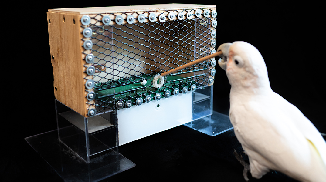 Hole in one for cockatoos