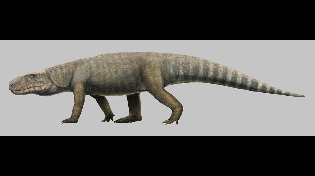 New crocodile ancestor confirmed