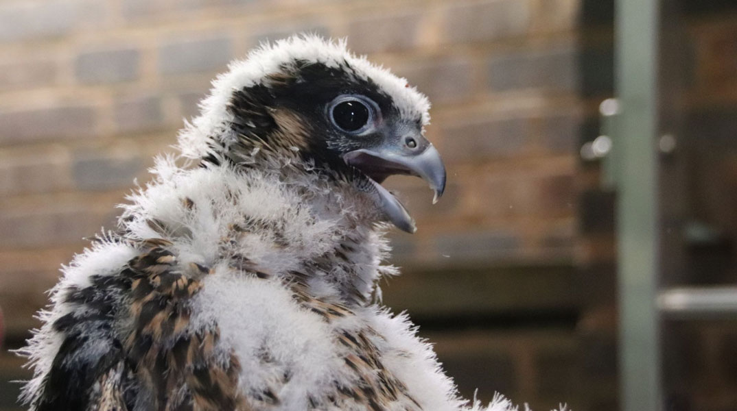 Young peregrine falcon at the top of Old Joe