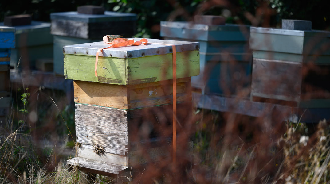 Beehives at Winterbourne House and Garden