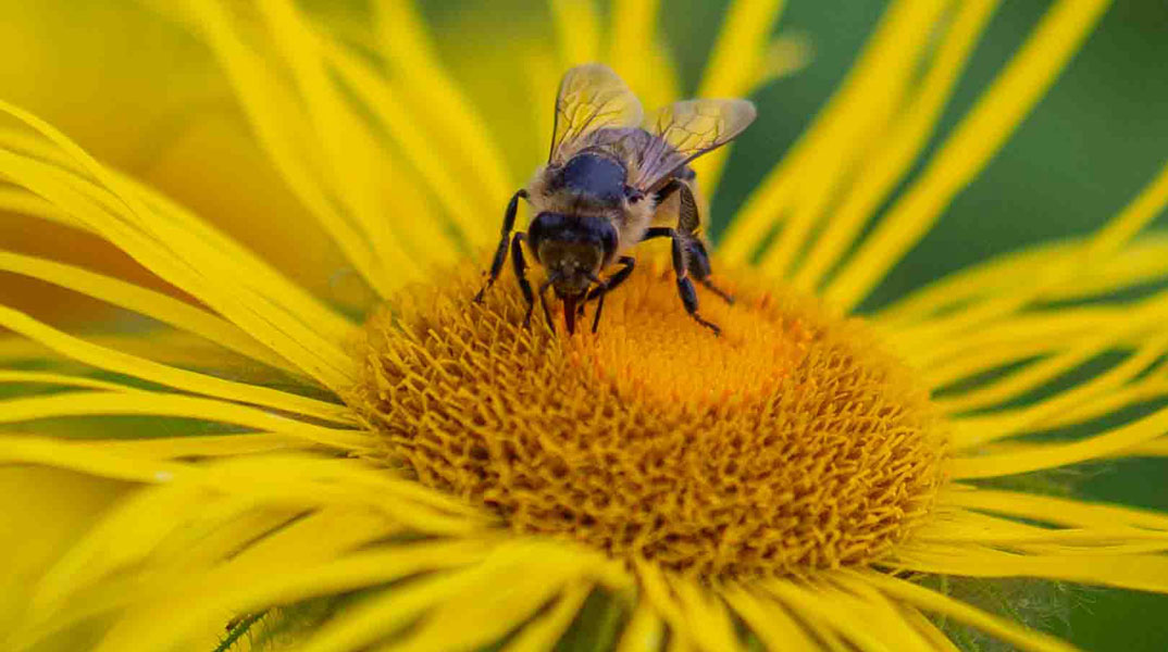 Bee at Winterbourne House and Garden