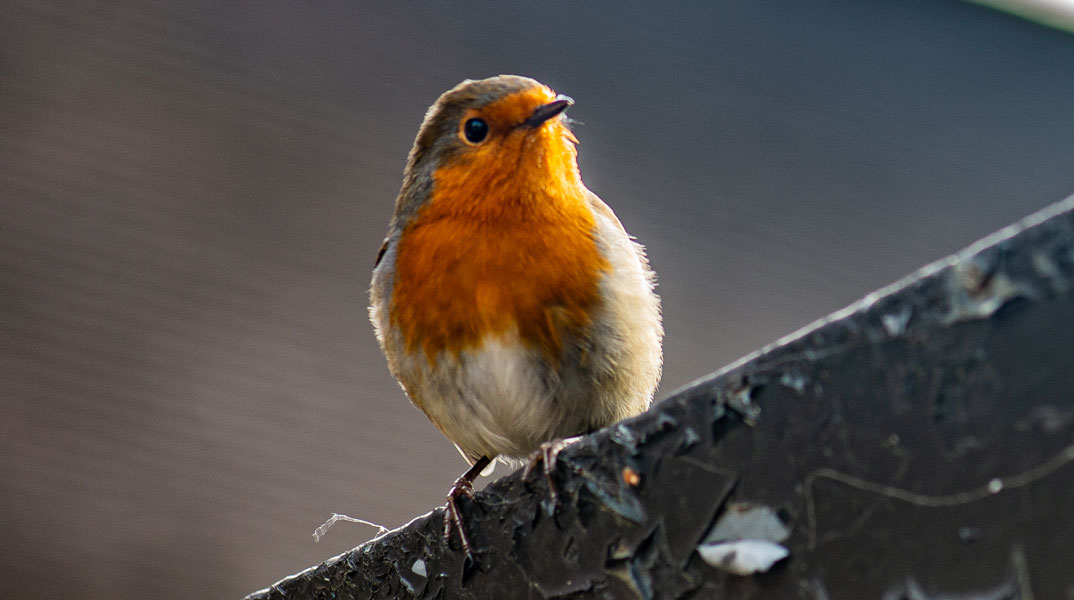 Robin at Winterbourne House and Garden