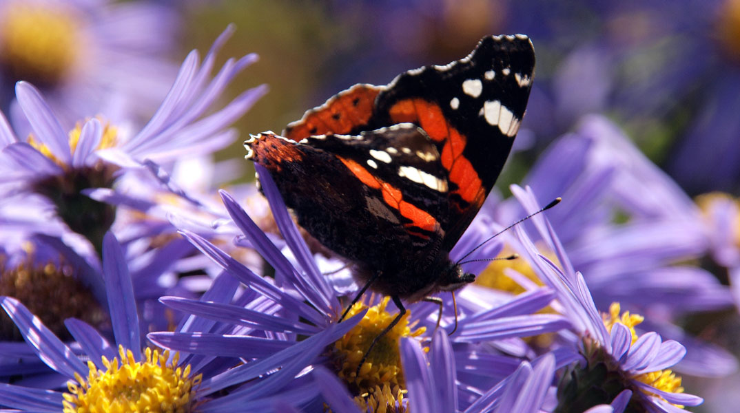 Butterfly at Winterbourne House and Garden