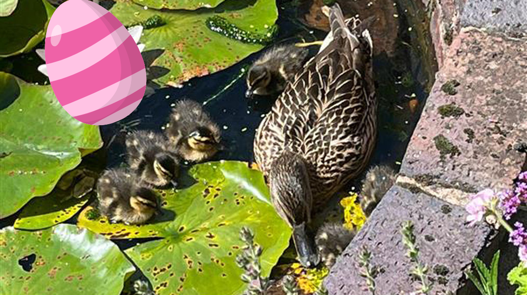 Ducklings at Winterbourne House and Garden
